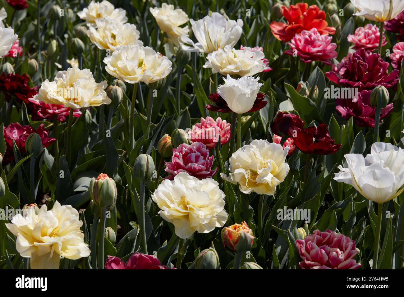 Verschiedene Tulpenblüten in weiß, blassgelb, dunkelrote Farben Textur Hintergrund im Frühling Sonnenlicht Stockfoto