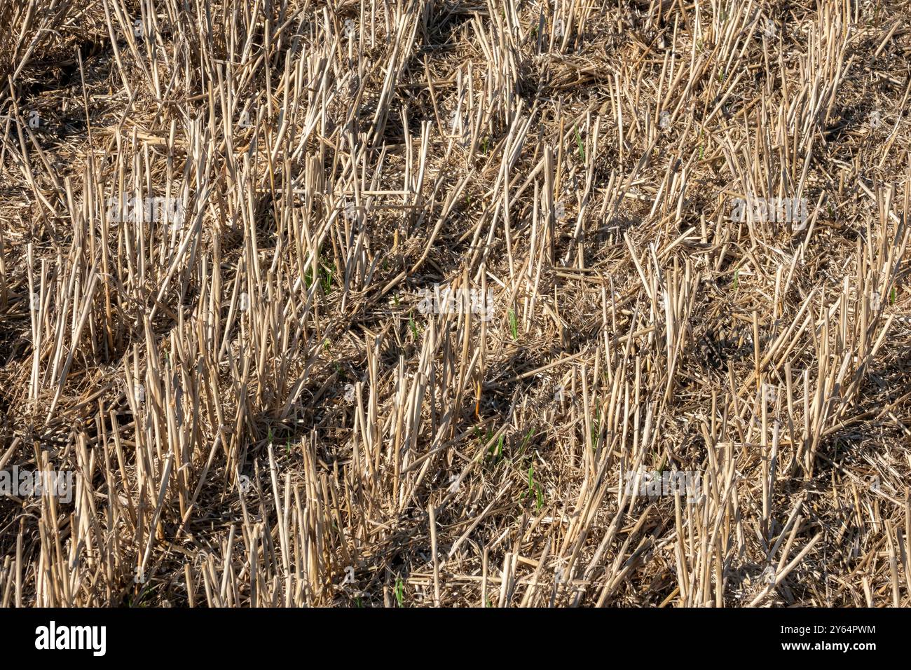 Nahaufnahme des kürzlich geschnittenen Weizenernts, der Stoppeln hinterlässt Stockfoto
