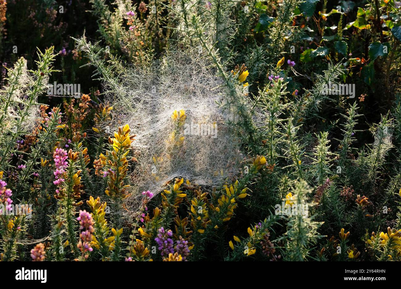 Feuchte Spinnen auf gelbem Ginster und Heidekraut, norfolk, england Stockfoto