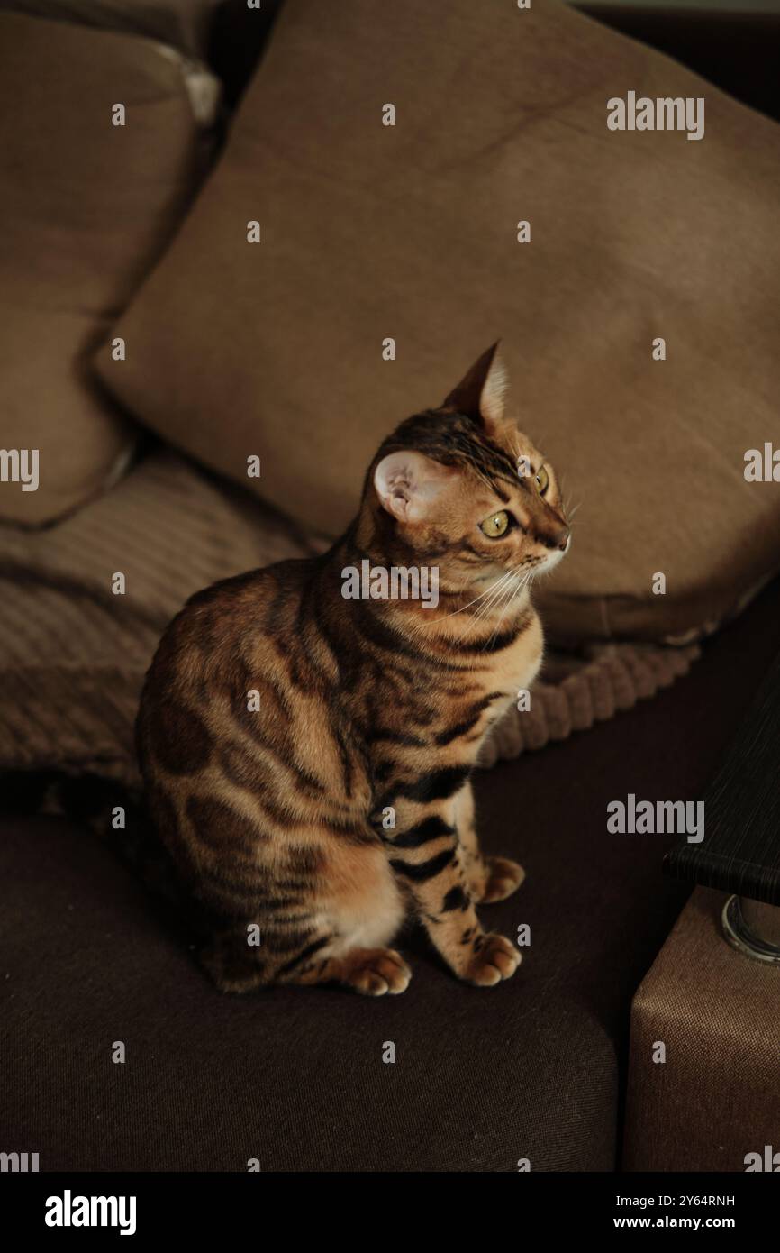 Eine bengalische Katze mit auffälligem Fellmuster sitzt aufmerksam auf einer braunen Couch. Eine gemütliche Indoor-Szene, die die Eleganz der Katze unterstreicht. Stockfoto Eine bengalische Katze mit auffälligem Fellmuster sitzt aufmerksam auf einer braunen Couch. Eine gemütliche Indoor-Szene, die die Eleganz der Katze unterstreicht. Stockfoto