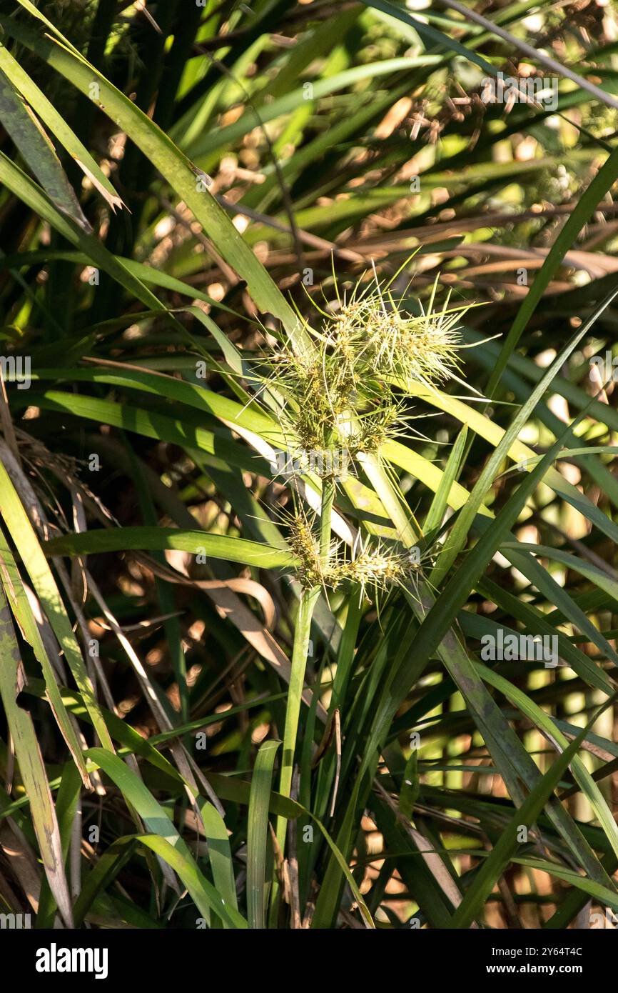 Australisches Lomandra longifolia (Korbgras, Stachelkopf-Matte-Rush) mit grünen grasähnlichen Blättern. Wird zur Erosionskontrolle verwendet. Bush tucker. Queensland Stockfoto