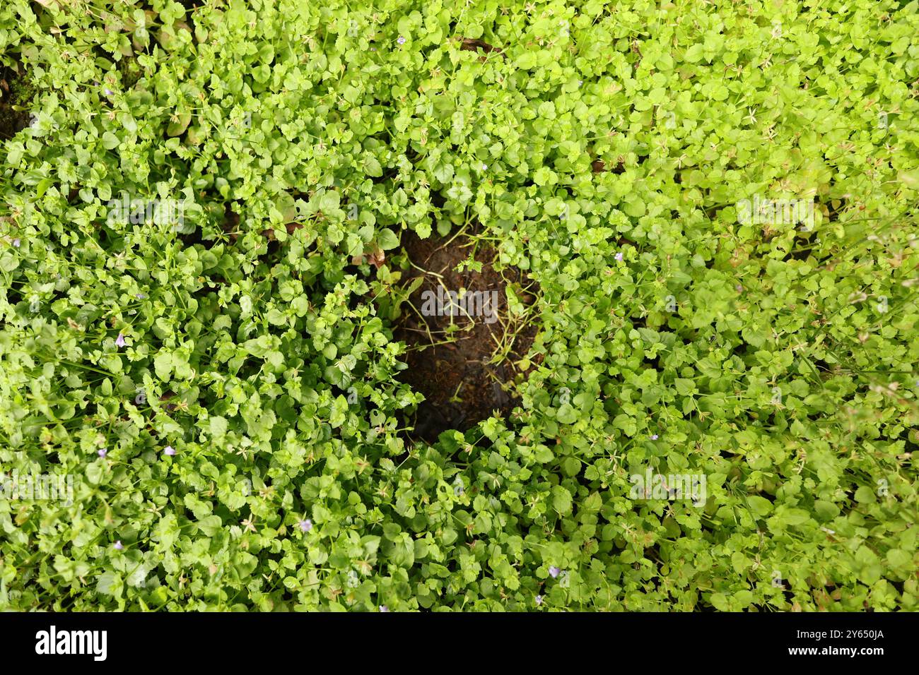 Treffen Sie die zarte Lindernia dubia, eine bezaubernde Wasserpflanze, die Wasserstraßen einen Hauch von Eleganz verleiht. #Lindernia #Naturfotografie #Nearwaterworld' Stockfoto