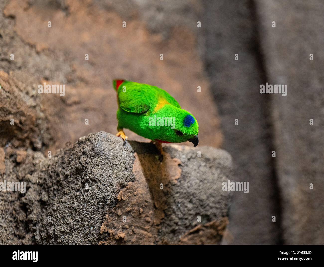 Blue-Crowned hängenden Papagei auf Zweig Stockfoto