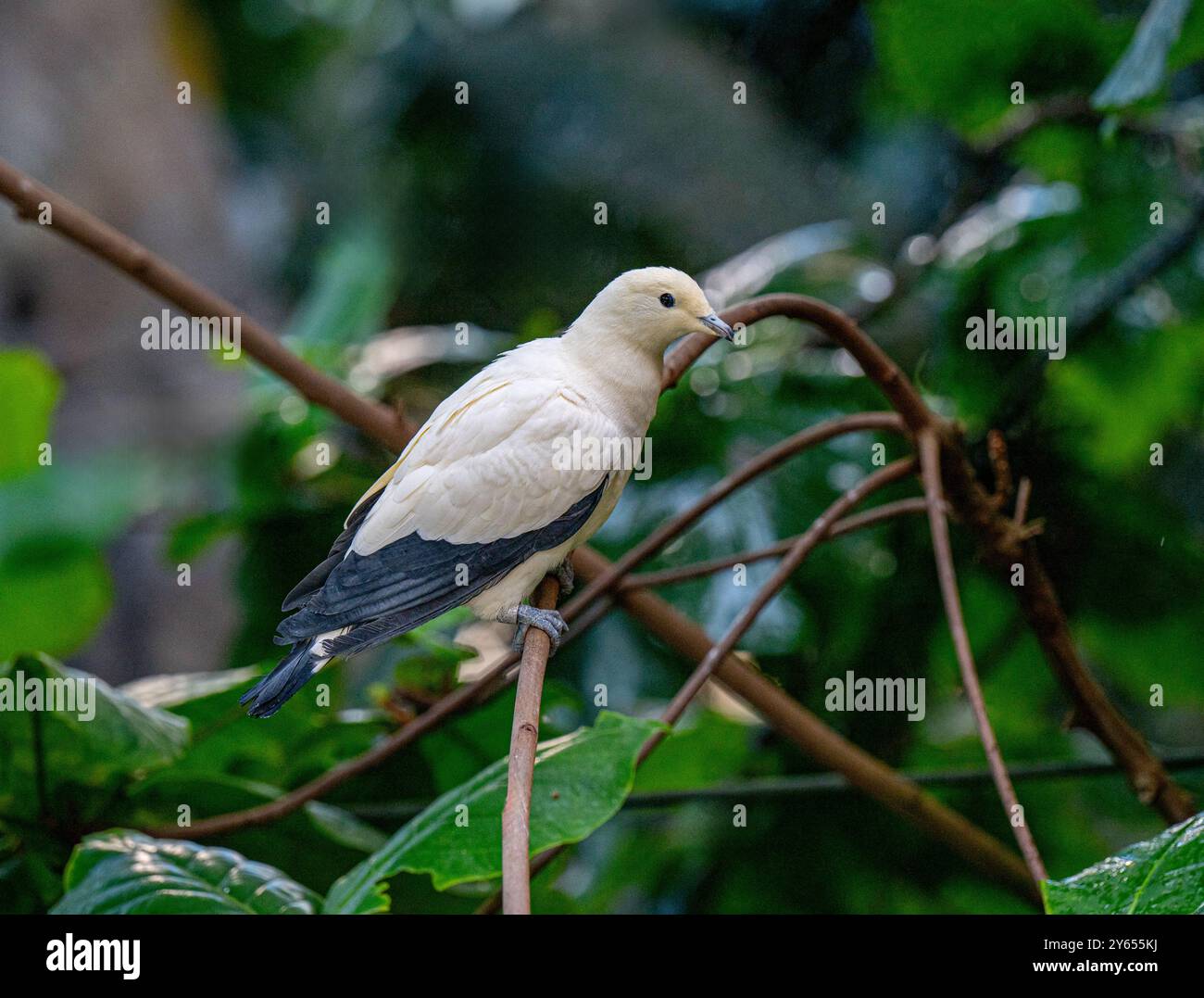 Pied Imperial Pigeon (Ducula bicolor), erwachsen, sitzend auf einem Ast Stockfoto