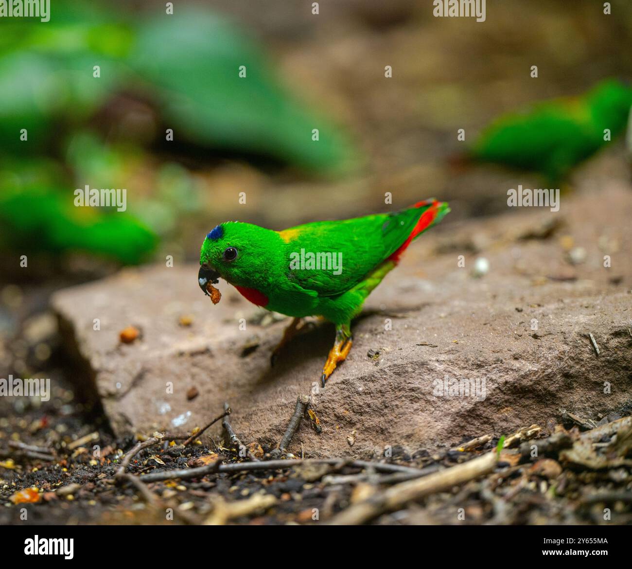 Blue-Crowned hängenden Papagei auf Zweig Stockfoto