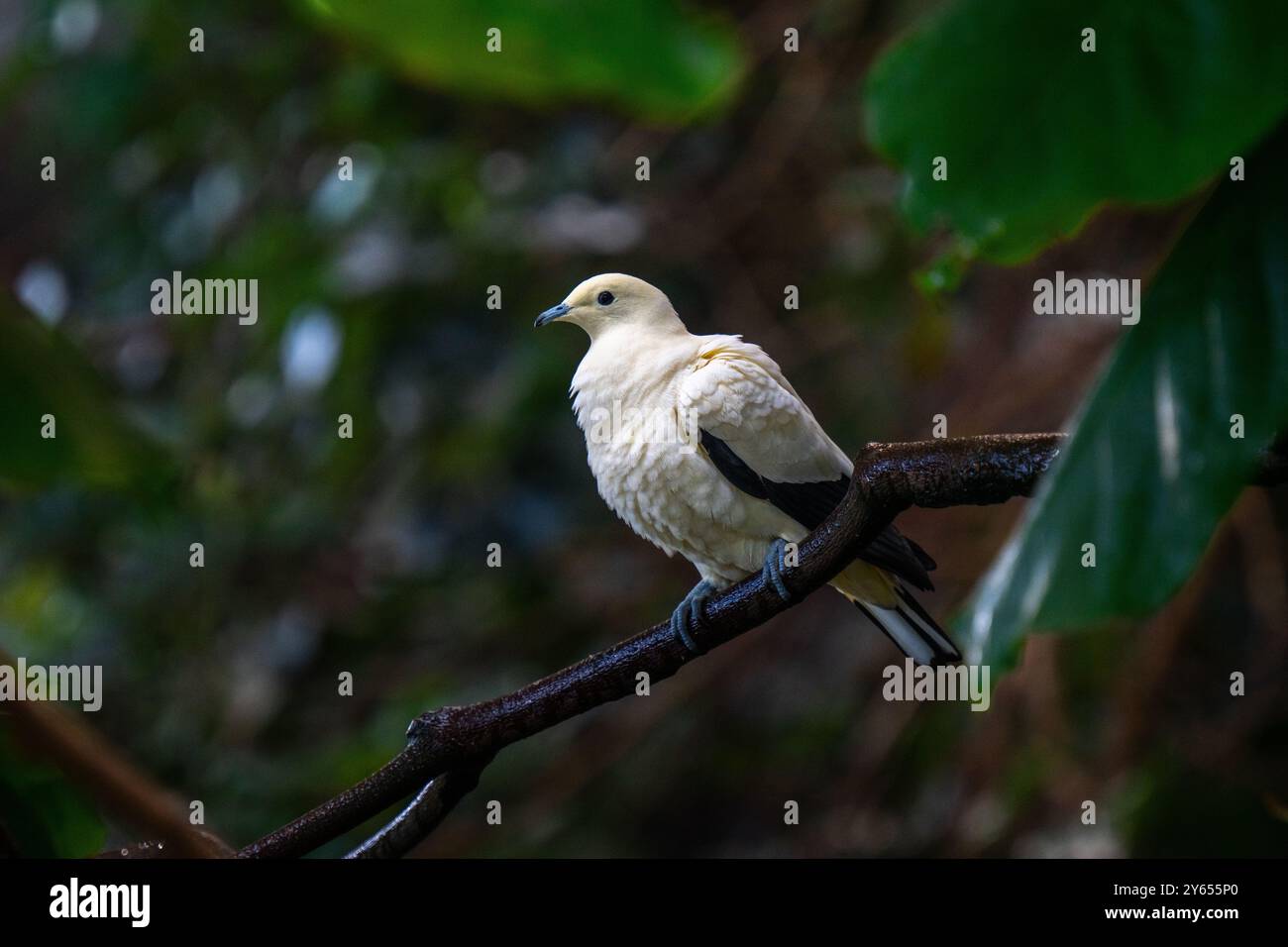 Pied Imperial Pigeon (Ducula bicolor), erwachsen, sitzend auf einem Ast Stockfoto