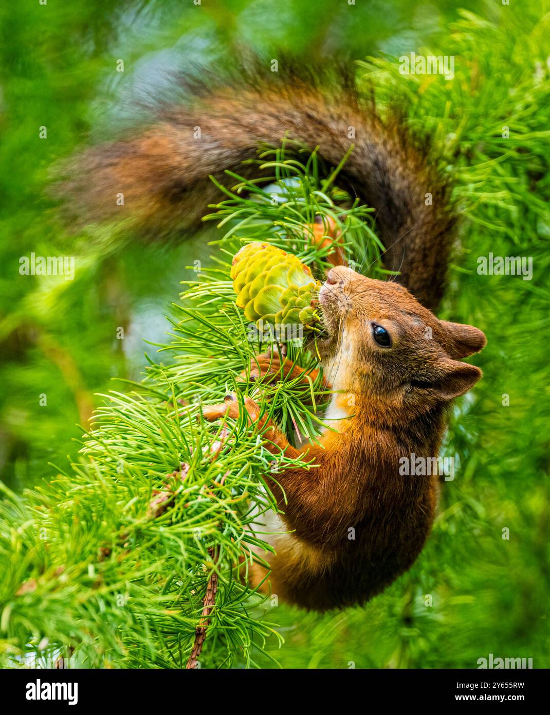 Eichhörnchen auf der Suche nach Nahrung Stockfoto
