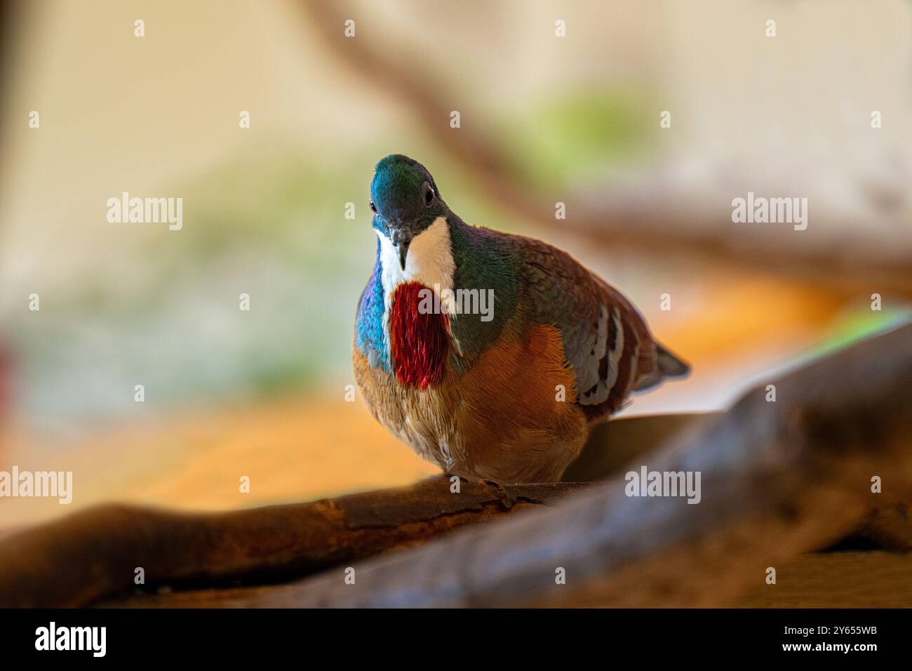 Bartlett‘blutendes Herz auf einem Stein Stockfoto