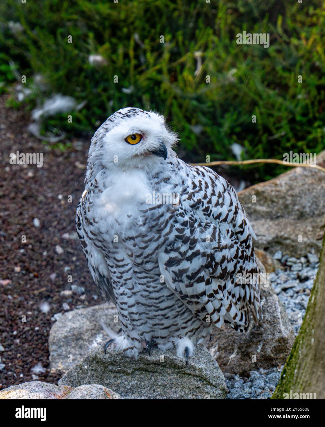 Die verschneite Eule, Bubo scandiacus Stockfoto