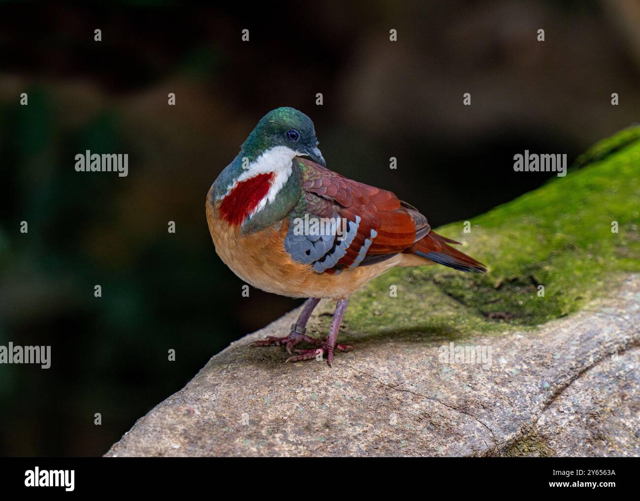 Bartlett‘blutendes Herz auf einem Stein Stockfoto