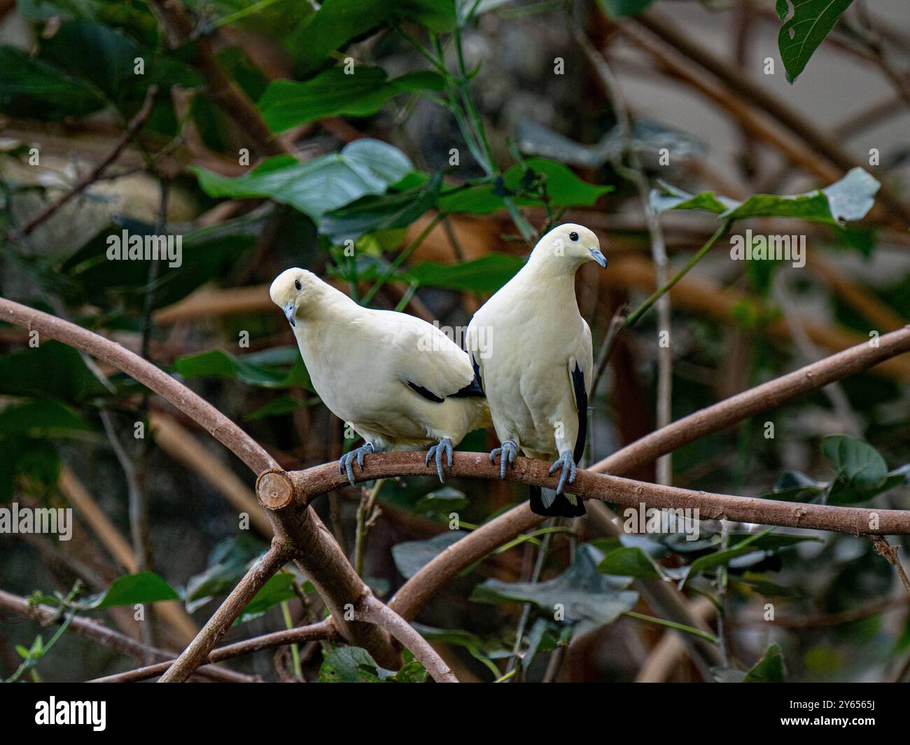 Pied Imperial Pigeon (Ducula bicolor), erwachsen, sitzend auf einem Ast Stockfoto