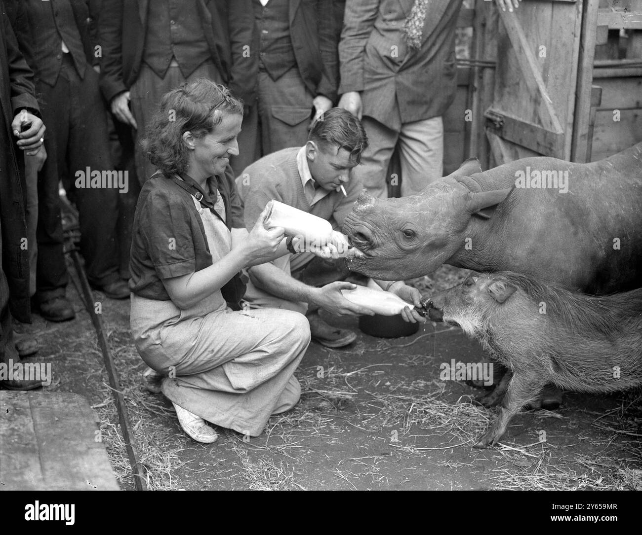 Eine große Ladung wilder Tiere aus Afrika , die für englische Zoos bestimmt waren , wurde vom Union Castle Liner , Good Hope Castle , am Victoria Dock , London , England entladen . Für sie war die Großwildjägerin, Mrs. HR Stanton , verantwortlich . Matilda , ein verwaistes Nashorn , geht mit ihrem Warzenschweinfreund Charlie auf die Flasche . Er geht in den Bristol Zoo , sie in den Belle Vue Zoo , Manchester , wo sie sieben Jahre lang die erste ihrer Spezies sein wird . 11. August 1947 Stockfoto