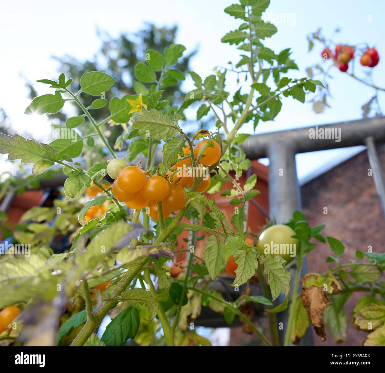 Tomatenernte auf dem Balkon Deutschland, Berlin: Selbstversorger auf dem heimischen Gemüsegarten. Tomaten benötigen wenig Platz und versprechen einen hohen Ertrag. *** Tomatenernte auf dem Balkon Deutschland, Berlin Selbstverpflegung im heimischen Gemüsegarten Tomaten benötigen wenig Platz und versprechen einen hohen Ertrag Stockfoto