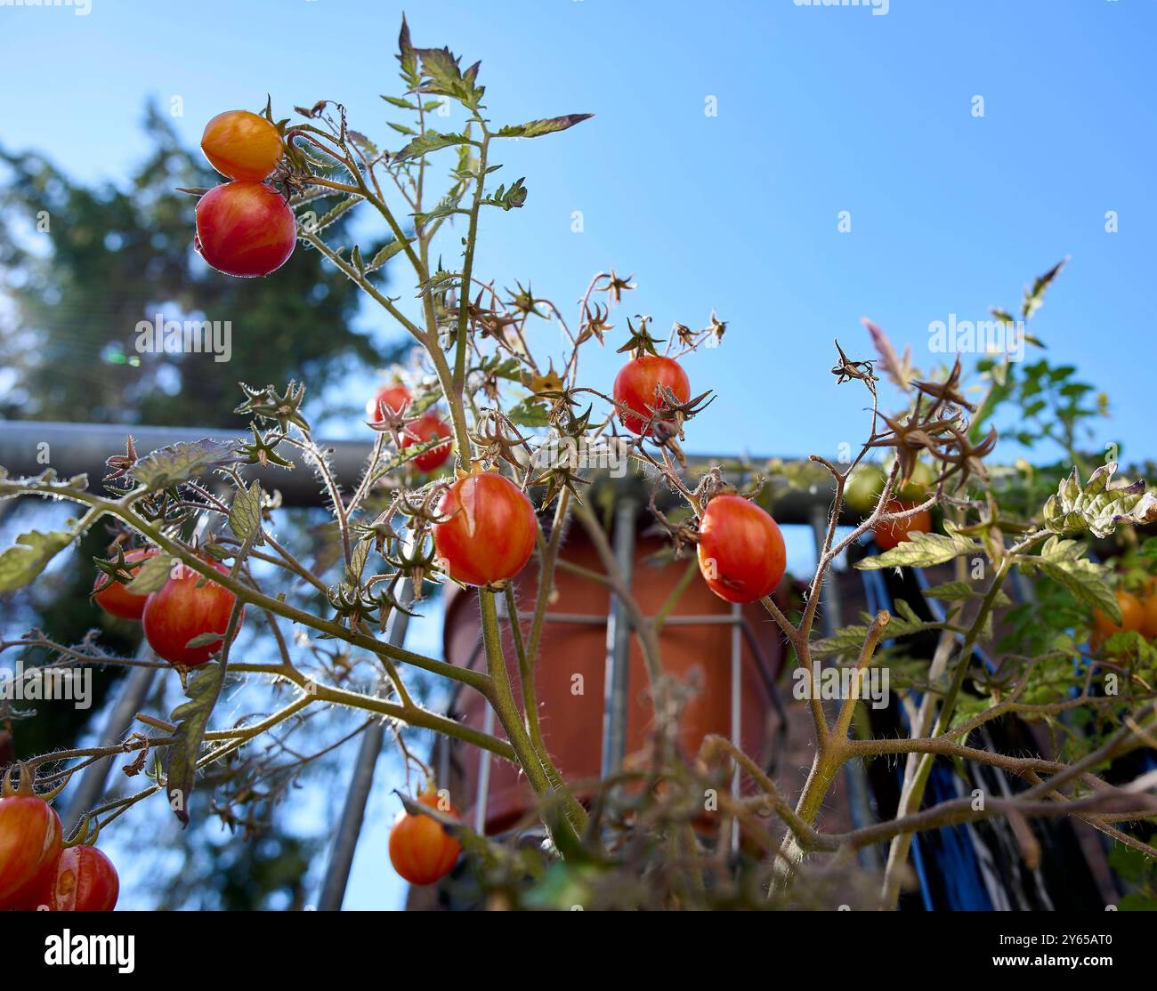Tomatenernte auf dem Balkon Deutschland, Berlin: Selbstversorger auf dem heimischen Gemüsegarten. Tomaten benötigen wenig Platz und versprechen einen hohen Ertrag. *** Tomatenernte auf dem Balkon Deutschland, Berlin Selbstverpflegung im heimischen Gemüsegarten Tomaten benötigen wenig Platz und versprechen einen hohen Ertrag Stockfoto