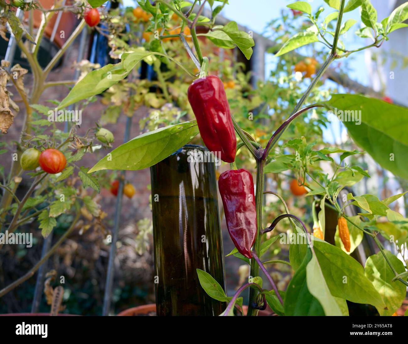 Tomatenernte auf dem Balkon Deutschland, Berlin: Selbstversorger auf dem heimischen Gemüsegarten. Chili und Tomaten benötigen wenig Platz und versprechen einen hohen Ertrag. *** Tomatenernte auf dem Balkon Deutschland, Berlin Selbstverpflegung auf dem heimischen Gemüsegarten Chili und Tomaten benötigen wenig Platz und versprechen einen hohen Ertrag Stockfoto