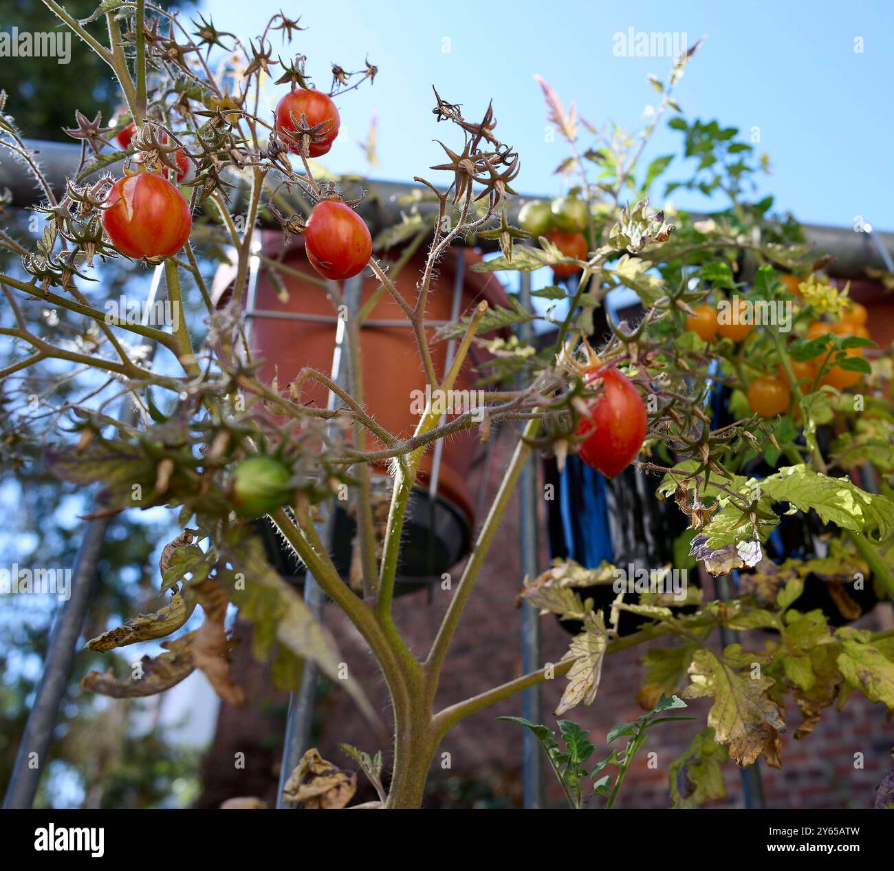 Tomatenernte auf dem Balkon Deutschland, Berlin: Selbstversorger auf dem heimischen Gemüsegarten. Tomaten benötigen wenig Platz und versprechen einen hohen Ertrag. *** Tomatenernte auf dem Balkon Deutschland, Berlin Selbstverpflegung im heimischen Gemüsegarten Tomaten benötigen wenig Platz und versprechen einen hohen Ertrag Stockfoto