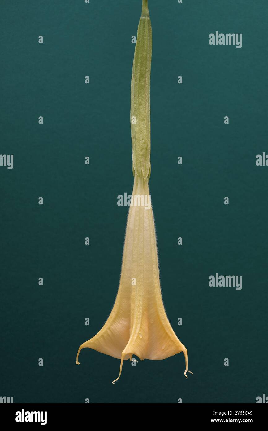 Nahaufnahme der Brugmansia-Blüte mit maximaler Schärfentiefe auf grünem Hintergrund. Stockfoto