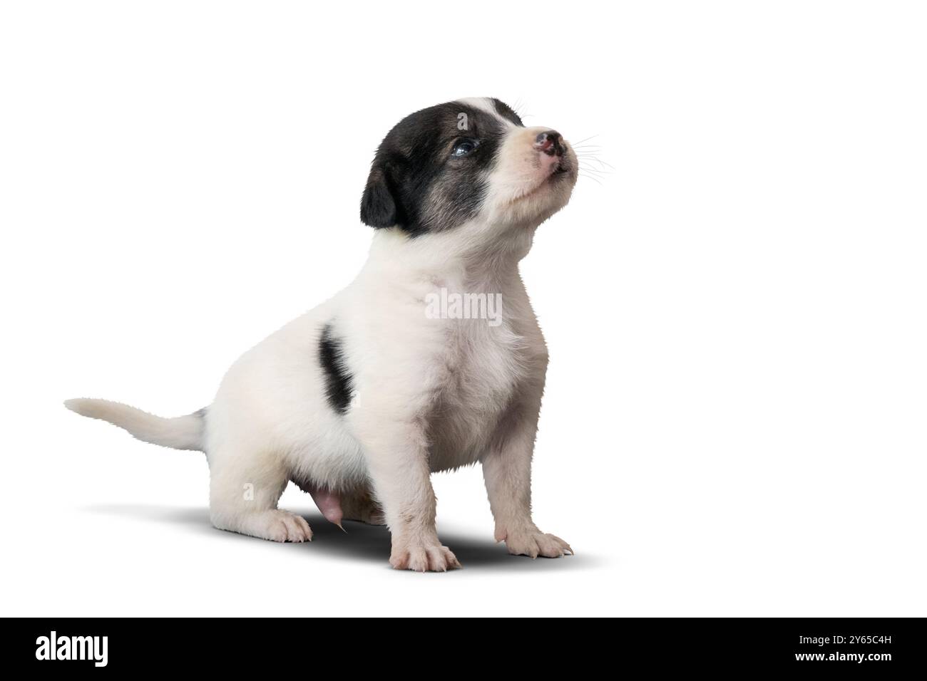 Ein niedlicher Fuchsterrier-Welpe steht auf weißem Hintergrund, blickt mit neugierigen Augen nach oben und zeigt seinen kleinen und flauschigen Körper in einer bezaubernden Pose Stockfoto