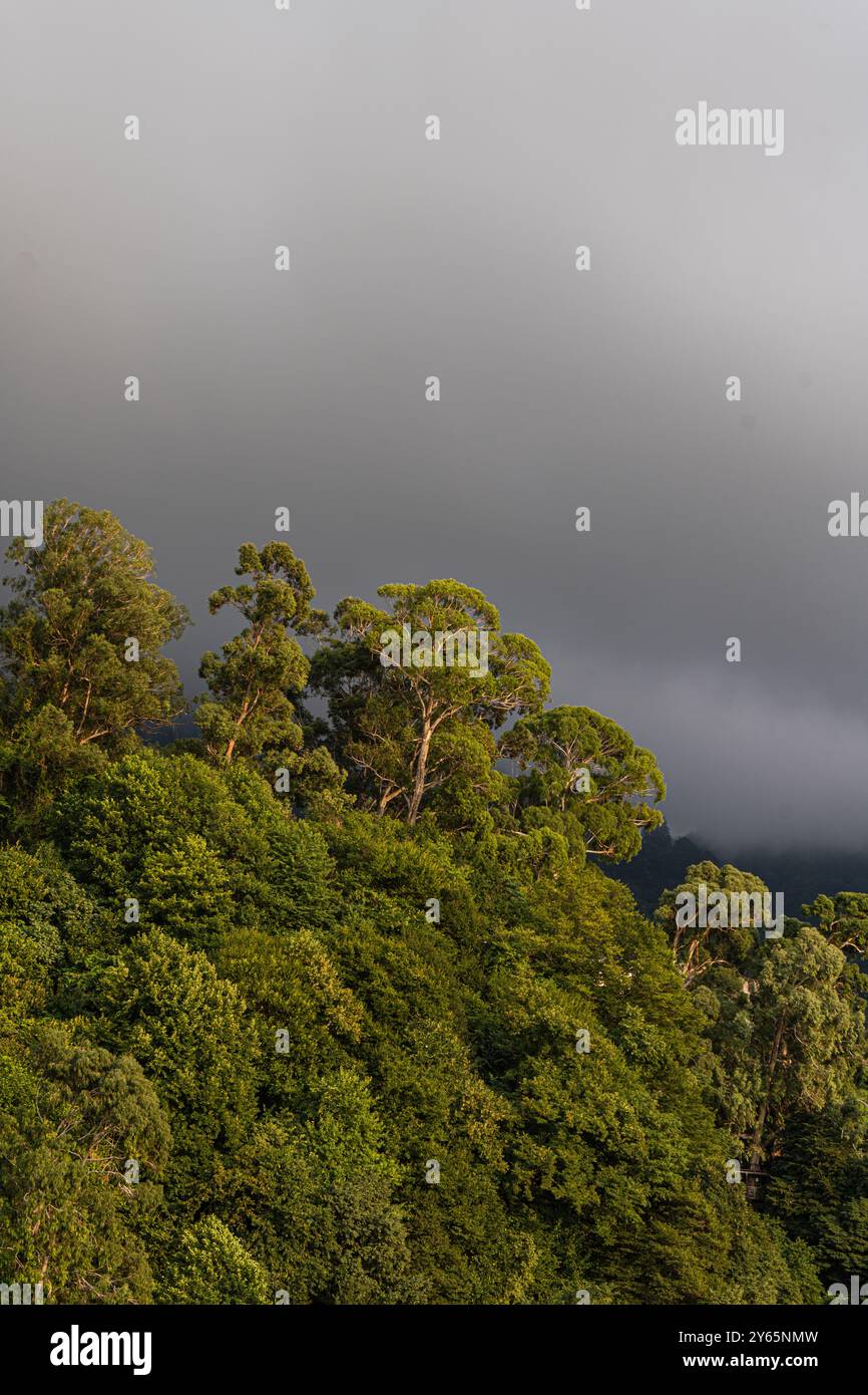 Eine dramatische Aufnahme von dichten, grünen Wäldern unter einem dunklen, stürmischen Himmel im ländlichen Georgien, die eine ruhige und dennoch intensive Naturszene widerspiegelt Stockfoto
