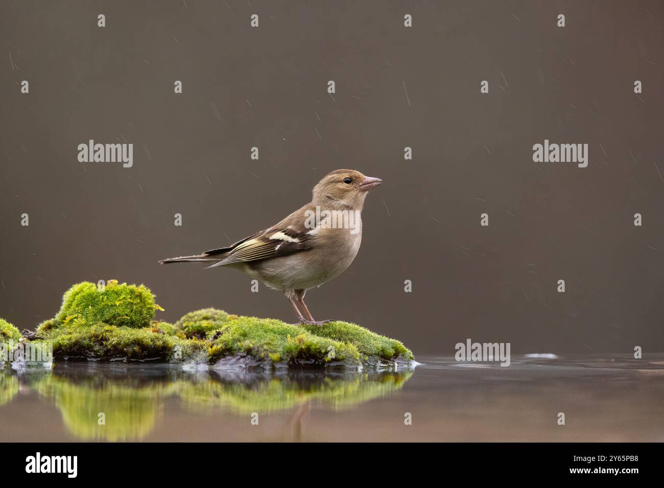 Ein weiblicher Kaffinch steht anmutig auf leuchtendem grünem Moos neben einem reflektierenden Wasserkörper, unter sanftem Regen gegen einen weichen, dunklen Hintergrund Stockfoto