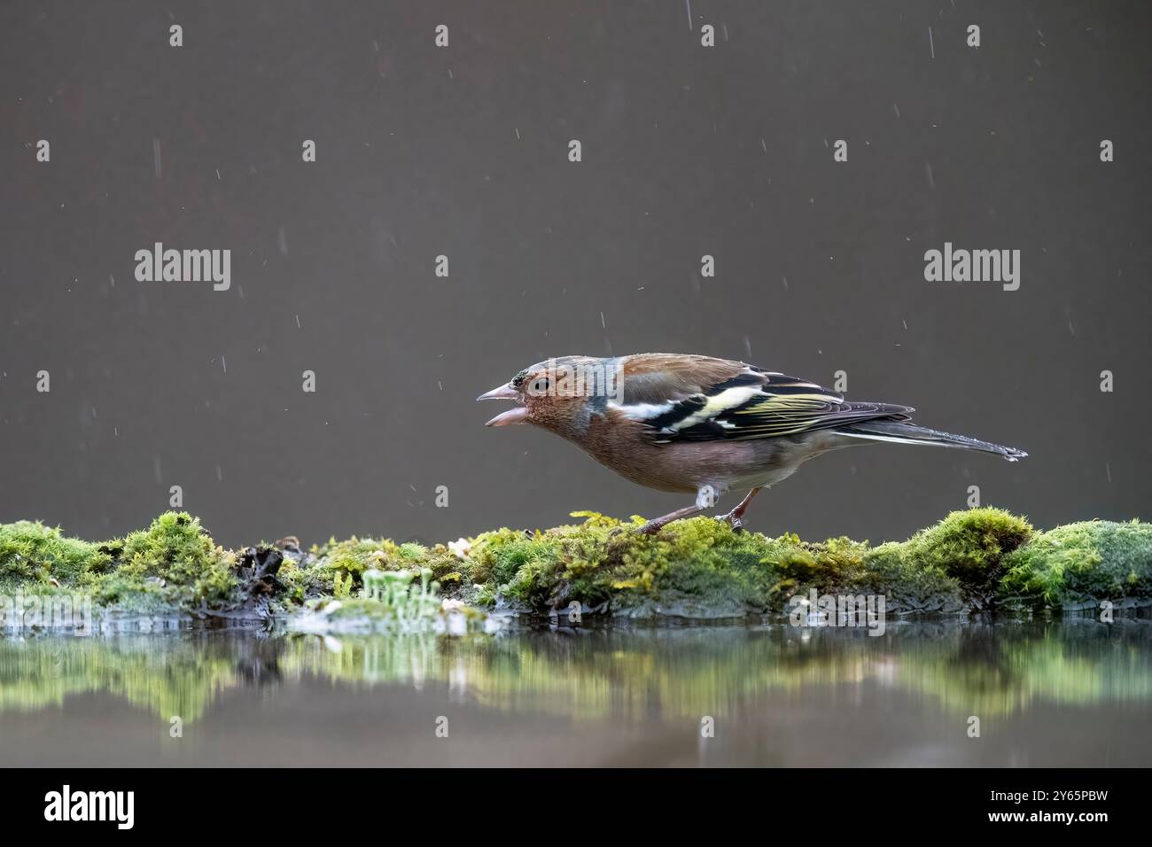 Ein männlicher Gemeiner Kaffinch hält an, um am moosigen Rand einer Pfütze zu trinken, dessen Körper sich im stillen Wasser spiegelt, während sanfter Regen in den gedämpften Rücken fällt Stockfoto