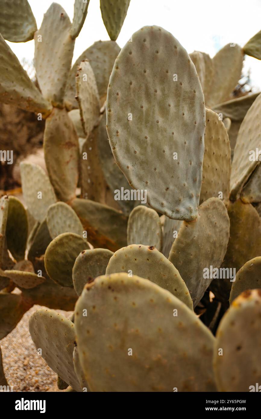 Nahaufnahme eines Feigenkaktus mit seinen berühmten flachen, runden Pads in Cabo de Gata, Almeria. Die Textur und die grüne Farbe werden hervorgehoben und angezeigt Stockfoto