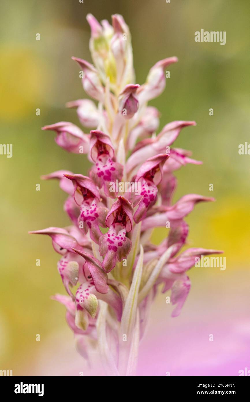 Eine zarte wilde Orchidee entfaltet ihre gefleckten rosa Blüten vor einem traumhaften, weichen Hintergrund und zeigt die Kunst der Natur in subtilen Farbtönen. Stockfoto