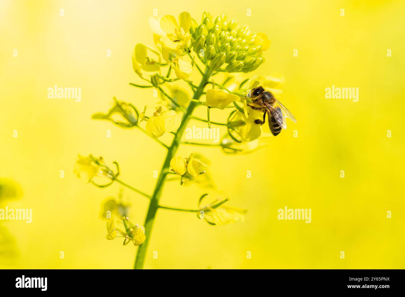 Eine Honigbiene sammelt Pollen auf leuchtend gelben Blüten vor einem weichen, sonnendurchfluteten Hintergrund. Stockfoto