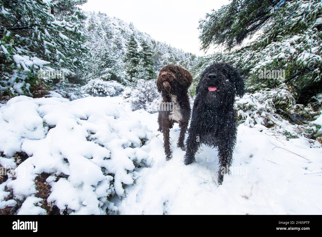 Das Bild zeigt zwei verspielte Hunde, einen braunen und einen schwarzen, die einen malerischen Spaziergang inmitten einer schneebedeckten Waldlandschaft genießen, beide scheinen glücklich zu sein, einer wi Stockfoto