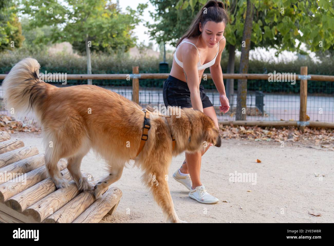 Eine fokussierte junge Frau trainiert einen wunderschönen Shetland Sheepdog über Agilität und Gehorsam in einer ruhigen Umgebung im Freien und demonstriert einen friedlichen Moment der Zusammenarbeit Stockfoto