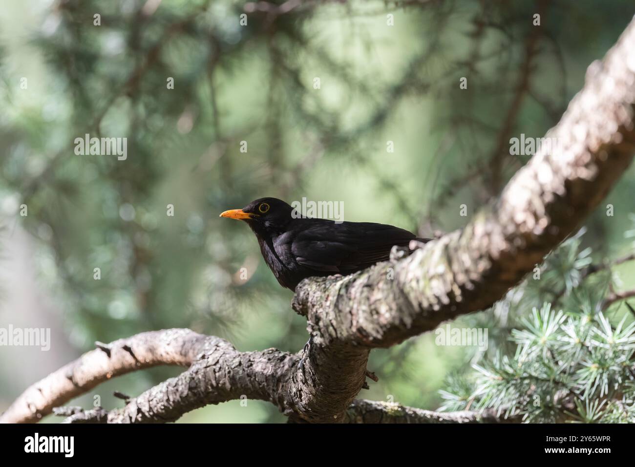 Ein beeindruckendes Bild, das eine Amsel, Turdus merula, auf einem Kiefernzweig, aufnimmt und vor einem sanften grünen Waldhintergrund hervorgehoben wird Stockfoto