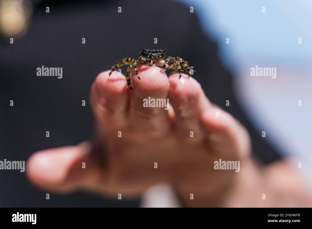 Eine detaillierte Nahaufnahme, die eine kleine, gesprenkelte Krabbe auf der Fingerspitze eines Menschen aufnimmt, deren Hintergrund die Merkmale der Krabbe betont Stockfoto