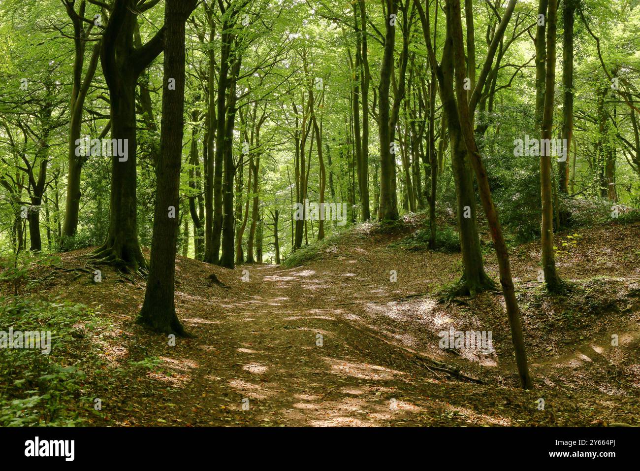 Sonnenlicht auf einem Pfad durch Randwick Woods, ein National Trust Beech Woodland Stockfoto