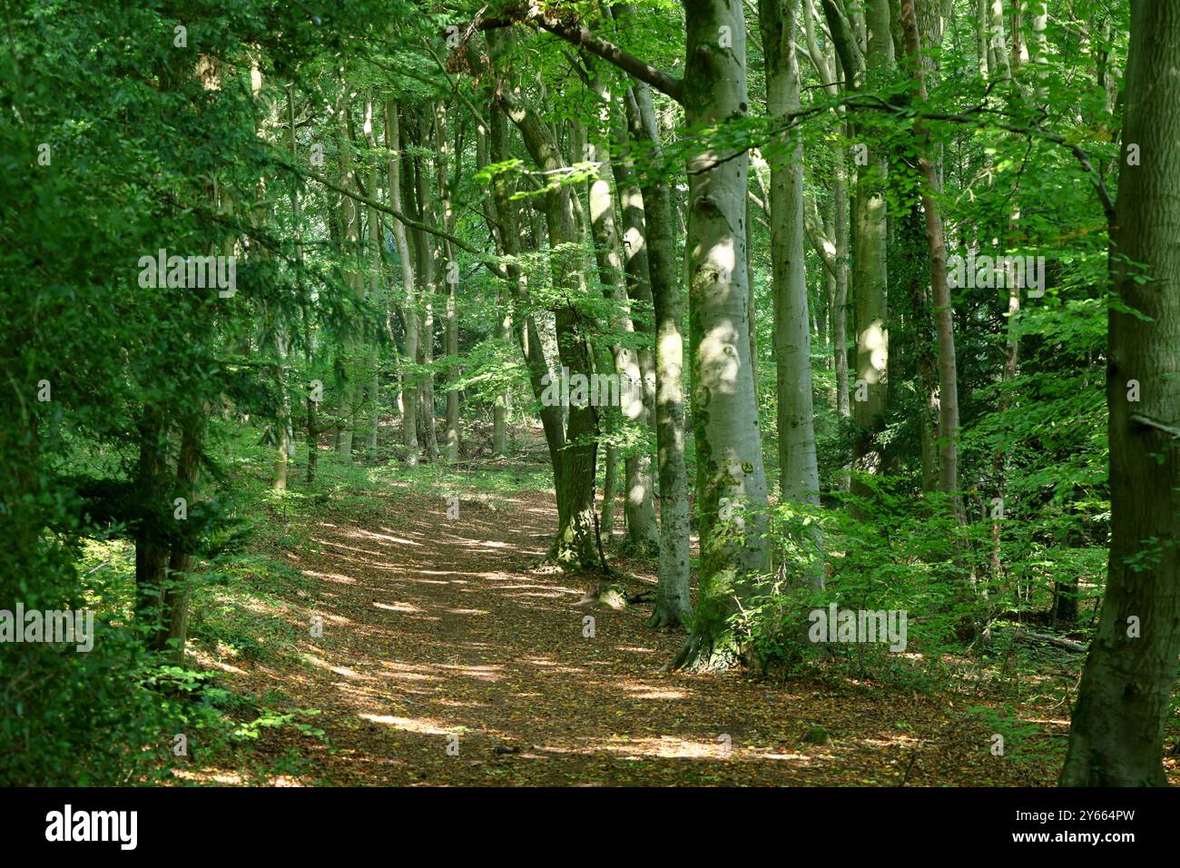 Sonnenlicht auf einem Pfad durch Randwick Woods, ein National Trust Beech Woodland Stockfoto