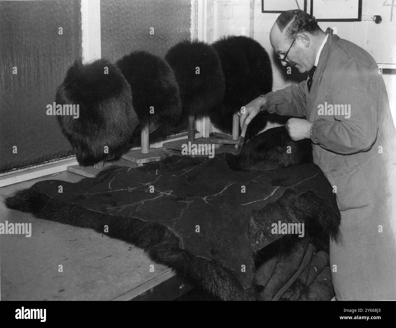 Die Arbeit , die Herr Michael Silberston in diesem Bild ausführen wird - das Schneiden einer Haut für die Herstellung von Bärenfellen - ist eine, die viel Geschick verlangt . In der Bekleidungsfabrik Bethnal Green ( London ) von Mr. Silberston sind er und seine 1.000 Mitarbeiter damit beschäftigt, einen Auftrag des Kriegsministeriums über 3.000 Bärenfelle der Brigade of Guards für die Krönung zu erfüllen. Es ist Herr Silberston , dessen russischer Großvater Bärenfellhüte für die kaiserlichen Truppen des Zaren herstellte , der allein wegen der handwerklichen Geschicklichkeit, die diese Arbeit mit sich bringt , die Haut für die Hüte schneidet . - 9. Januar 1953 Stockfoto