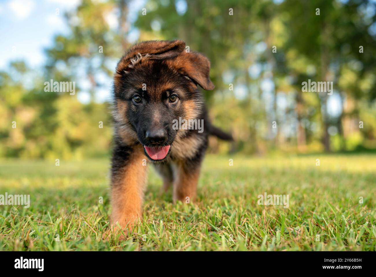 Schäferhund im Park auf grünem Gras und sonnigem Tag. Verspielter 8 Wochen alter Welpe reinrassiger Schäferhund. Stockfoto