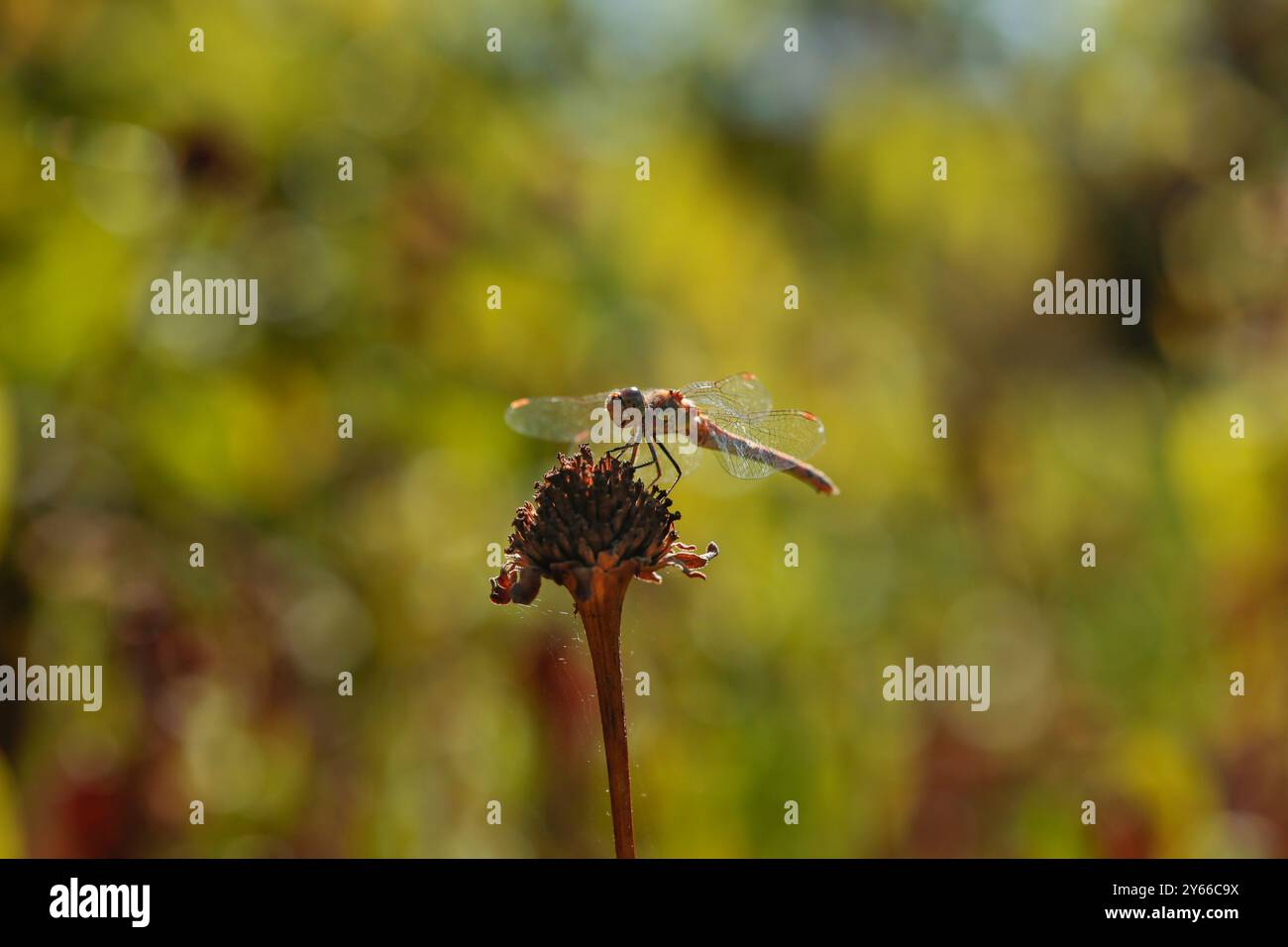 Eine braune Libelle sitzt auf der trockenen Blume vor einem verschwommenen Hintergrund im Herbstgarten Stockfoto