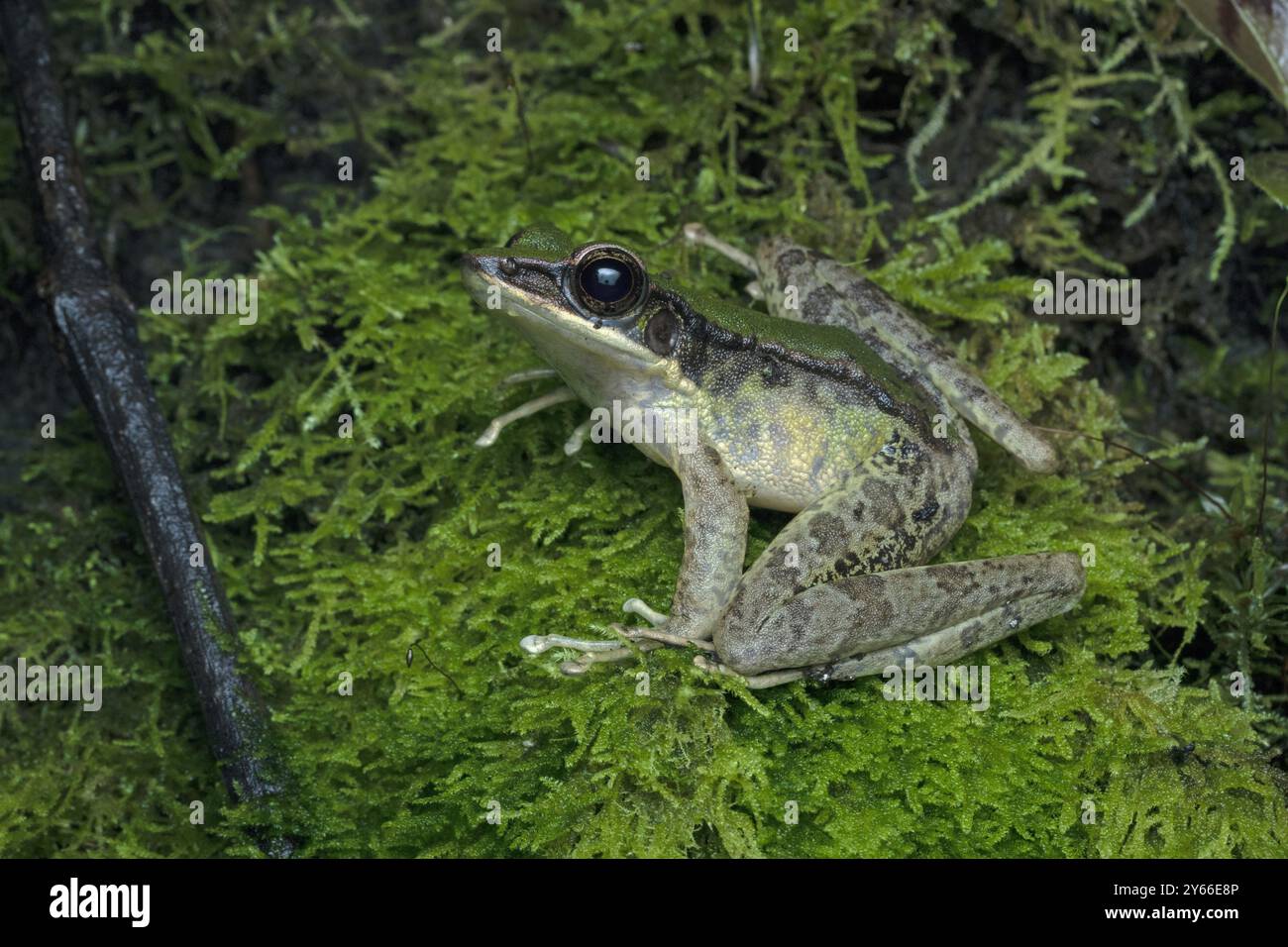 Giftiger Steinfrosch (Odorrana hosii) auf moosiger Felsoberfläche. Stockfoto
