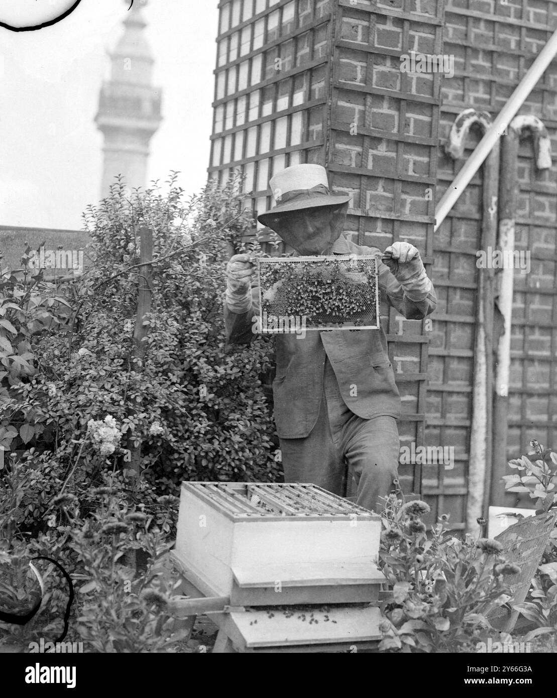 Mr. C. Keene sein Gesicht mit einem Rahmen seiner Bienen im Garten auf dem Dach des Adelaide House London, 5. August 1937 Stockfoto