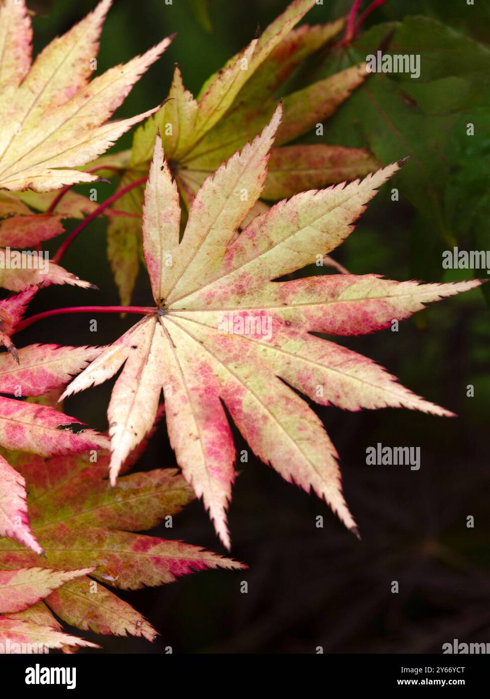 Nahaufnahme der Blätter von Acer Shirasawanum „Autumn Moon“ in einem Garten im Herbst Stockfoto