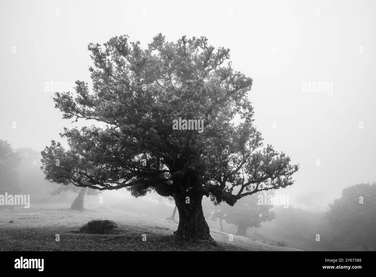 UNESCO-geschützter Laurisilva-Wald mit Nebel- und nebelumhüllten Geisterbäumen mit grünem Laub und verdrehten braunen Stämmen auf Madeira in Portugal Stockfoto