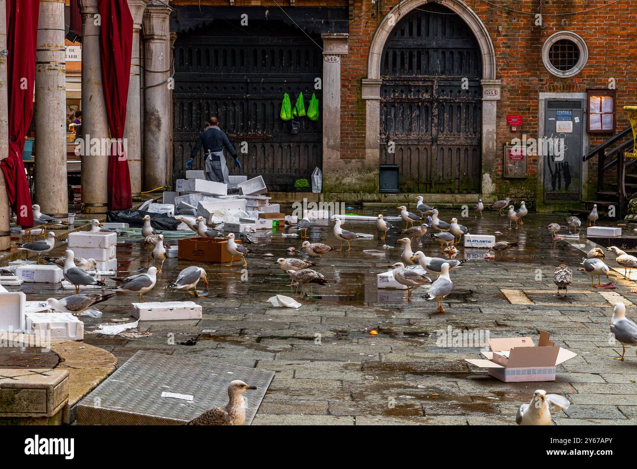 Möwen suchen nach Essen in den leeren Kisten auf dem Rialto Fischmarkt im San Polo Sestiere von Venedig, Italien Stockfoto