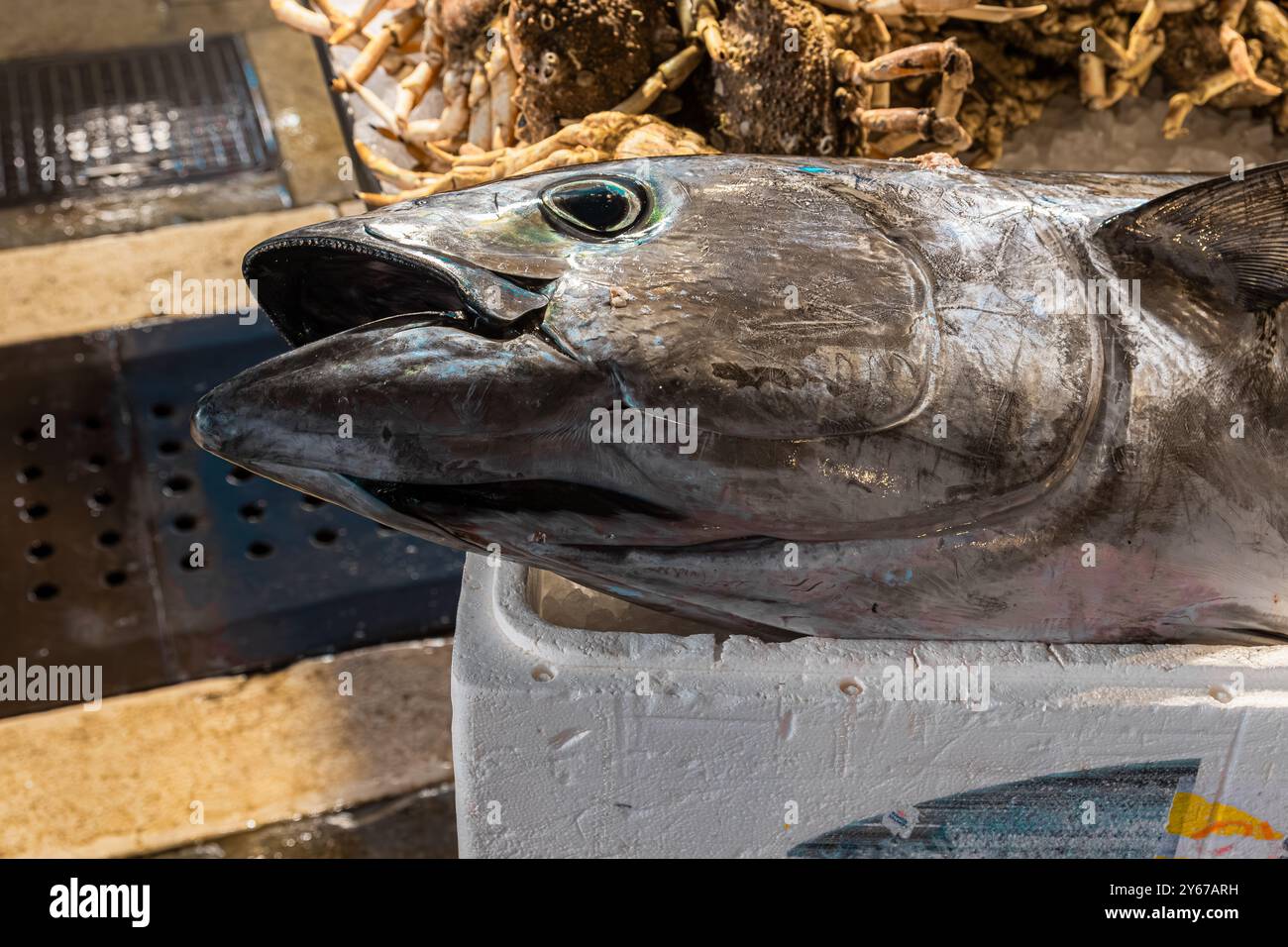 Der Kopf eines Thunfisches auf dem Rialto Fischmarkt in der San Polo Sestiere von Venedig, Italien Stockfoto