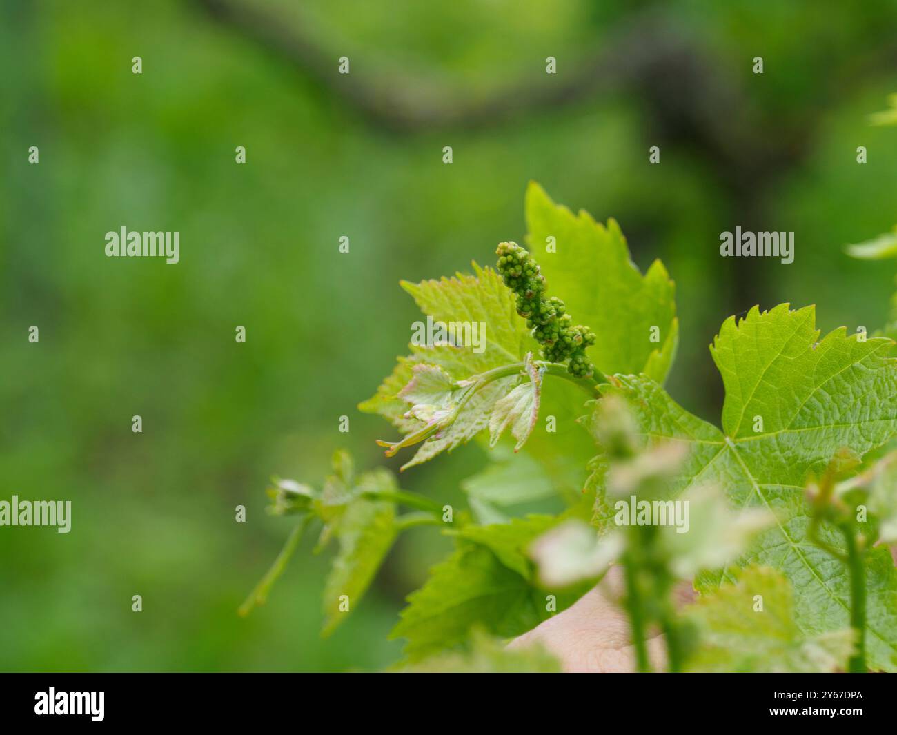 Die aufstrebenden grünen Blütenknospen auf den Weinbergen versprechen eine üppige Herbstlese, die Wachstum und neues Leben in der kommenden Weinsaison bedeutet Stockfoto