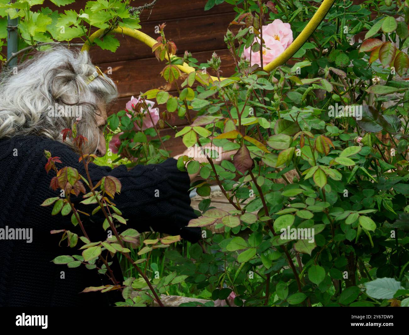 Glückliche Seniorin pflegt an einem sonnigen Tag ihre Rosen im Garten und genießt ihr Hobby im Ruhestand Stockfoto