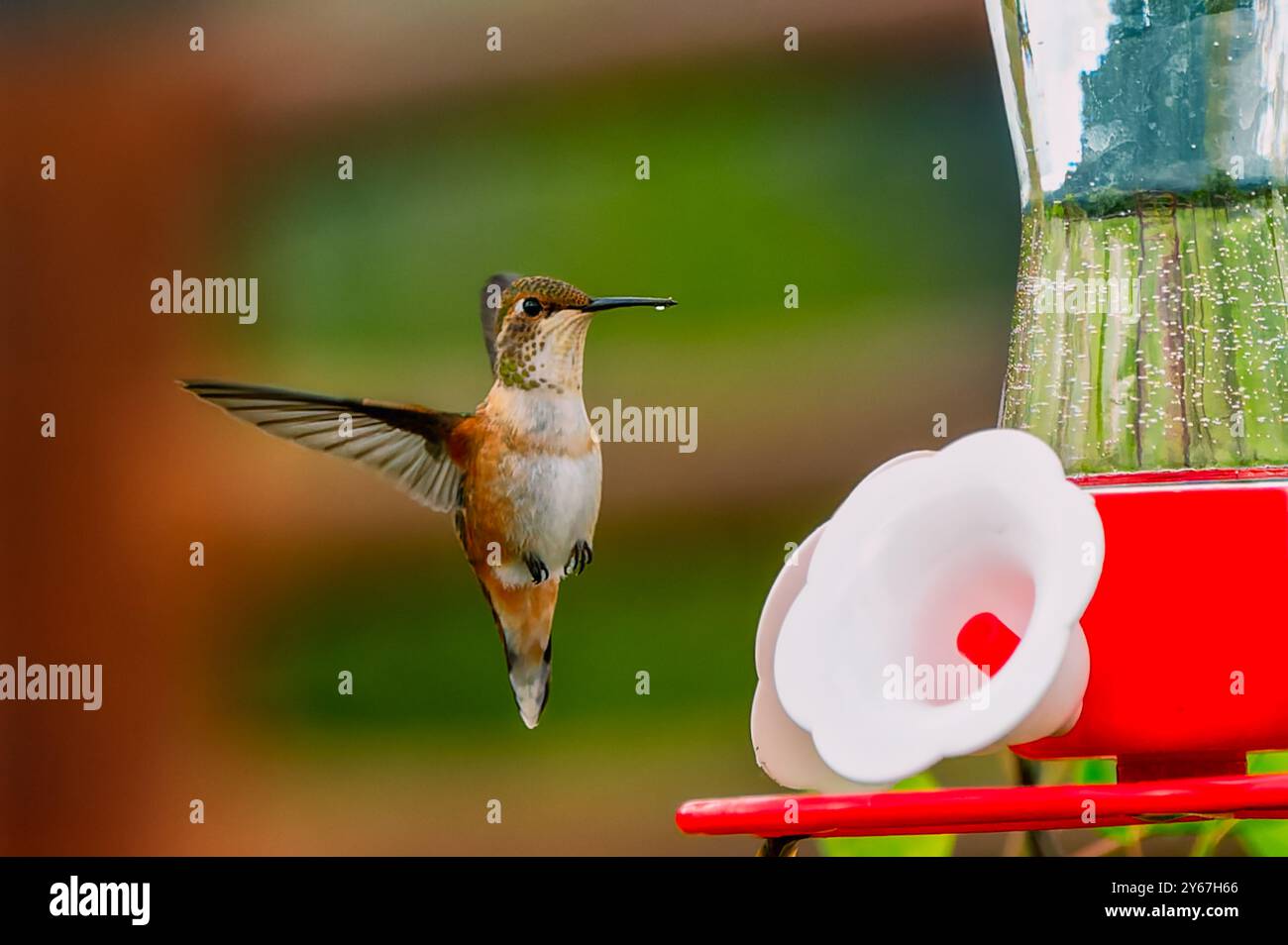 Ein Kolibri in der Luft in der Nähe eines Futterfutters auf einem verschwommenen grünen Hintergrund. Anchorage, Alaska Stockfoto