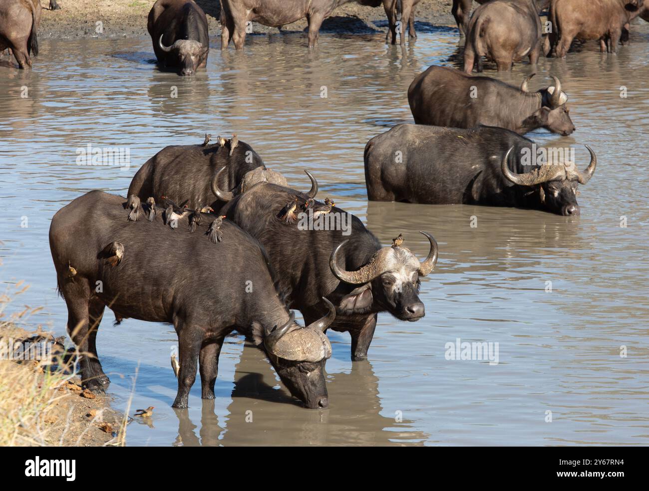 Afrikanische Büffelherde, die an einem Wasserloch trinkt, mit Rot- und Gelbschnabelspechten in Anwesenheit Stockfoto
