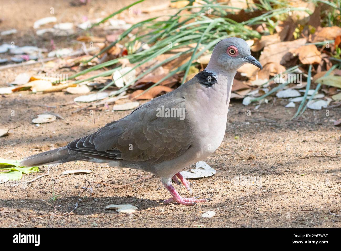 African Mourning Dove oder Collared Mourning Dove (Streptopelia decipiens) Krüger National Park, Südafrika Stockfoto