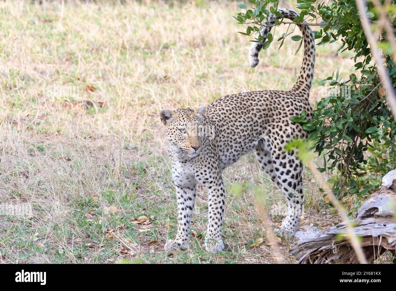Afrikanischer Leopard (Panthera pardus), Duft markiert sein Territorium Kruger-Nationalpark, Südafrika Stockfoto