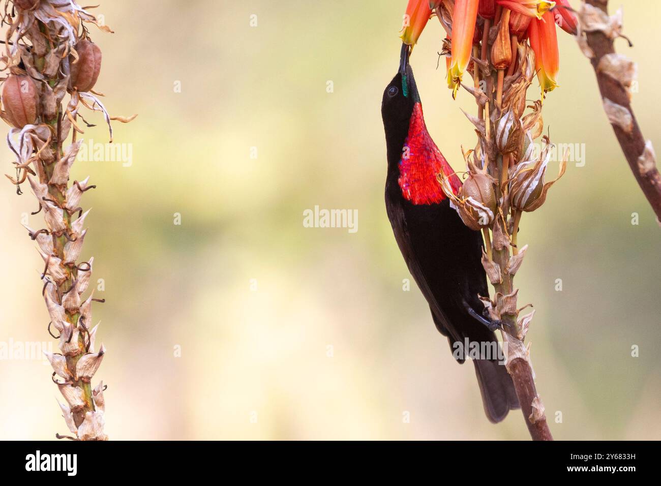 Scarlet-breasted Sunbird oder Scarlet-Chest Sunbird (Chalcomitra senegalensis) Limpopo, Südafrika Stockfoto